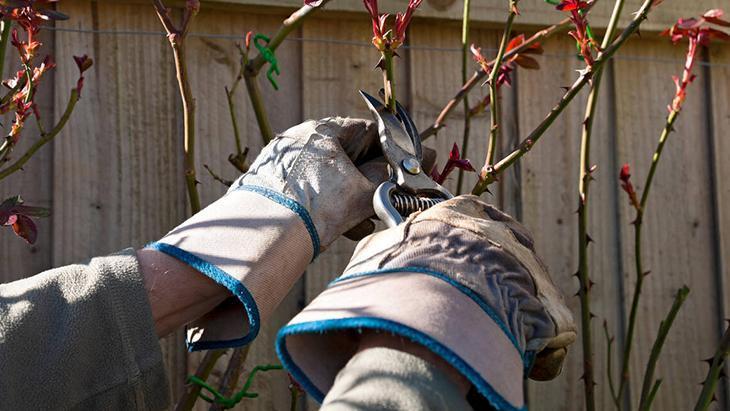 Gül bile nerede yaşayacağını seçiyor Saksı mı toprak mı, fark şaşırtıcı
