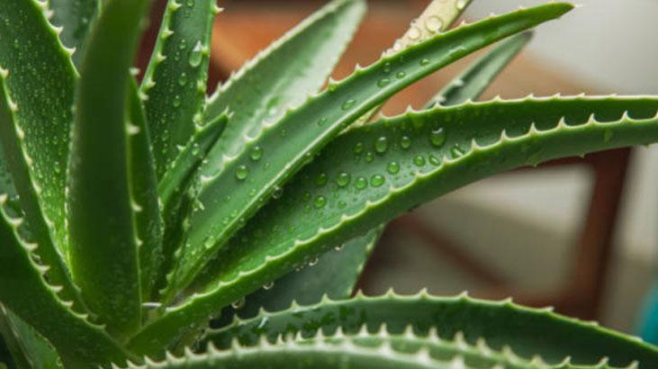 1 kaşık tozu bile aloe verayı coşturuyor Patır patır yavrulayacak, fırına atın