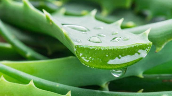 1 kaşık tozu bile aloe verayı coşturuyor Patır patır yavrulayacak, fırına atın