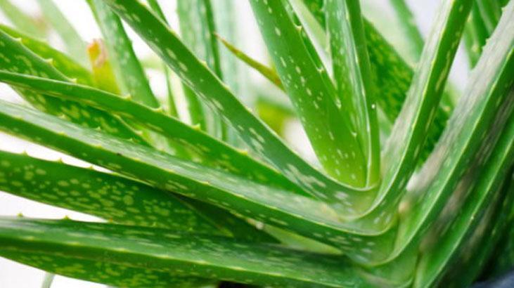1 kaşık tozu bile aloe verayı coşturuyor Patır patır yavrulayacak, fırına atın