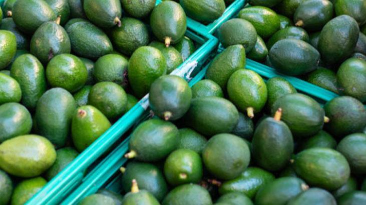 Olgun avokadoyu 10 metre öteden seçeceksiniz Sapı ele veriyor, hafifçe sıkın