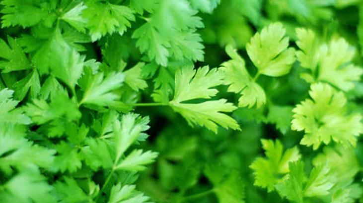 Maydanozu 1 ay dipdiri tutan taktik Karbonat dökün, sonucu görün