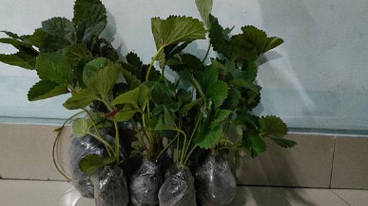 Mayıs ayında eken yaşadı Hasadı ikiye katlıyor, mahsüller dalından fışkıracak