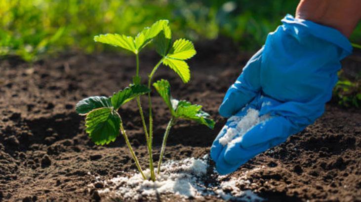 Mayıs ayında eken yaşadı Hasadı ikiye katlıyor, mahsüller dalından fışkıracak