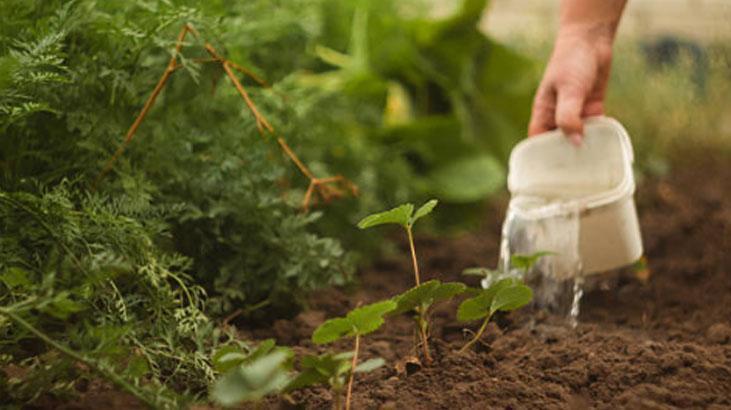 Mayıs ayında eken yaşadı Hasadı ikiye katlıyor, mahsüller dalından fışkıracak