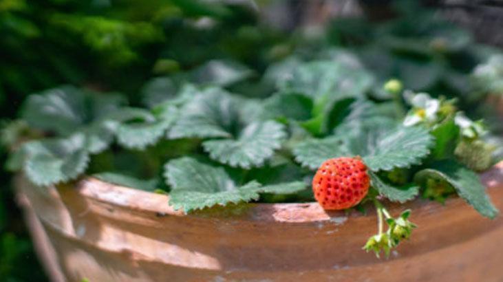 Mayıs ayında eken yaşadı Hasadı ikiye katlıyor, mahsüller dalından fışkıracak