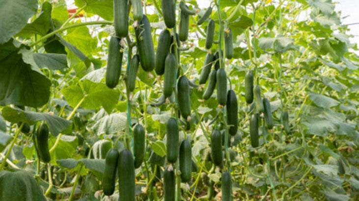 Mayıs ayında eken yaşadı Hasadı ikiye katlıyor, mahsüller dalından fışkıracak