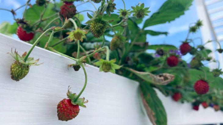 Mayıs ayında eken yaşadı Hasadı ikiye katlıyor, mahsüller dalından fışkıracak