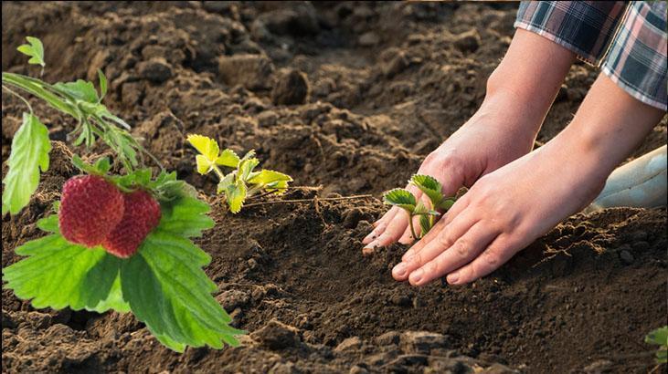 Mayıs ayında eken yaşadı Hasadı ikiye katlıyor, mahsüller dalından fışkıracak