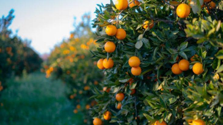 Sebze-meyvedeki pestisiti yok eden Japon taktiği Evdeki 2 malzeme yetiyor