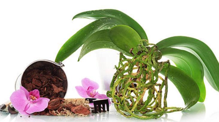 Köksüz orkideyi bile köklendirir Azıcık zerdeçal dökün, pet şişede büyüyor