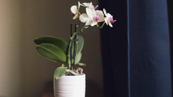 Köksüz orkideyi bile köklendirir Azıcık zerdeçal dökün, pet şişede büyüyor