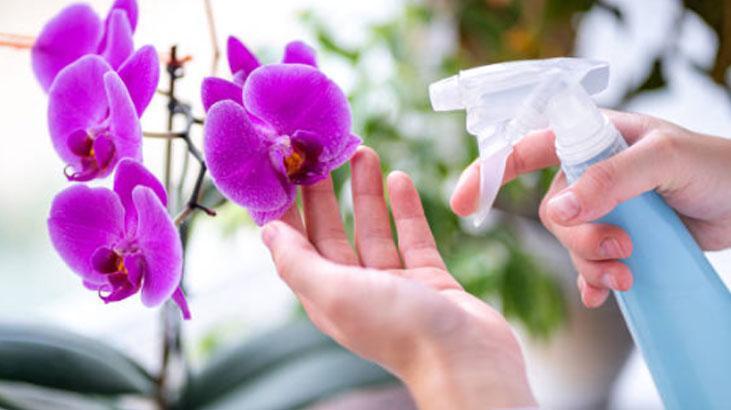 Köksüz orkideyi bile köklendirir Azıcık zerdeçal dökün, pet şişede büyüyor