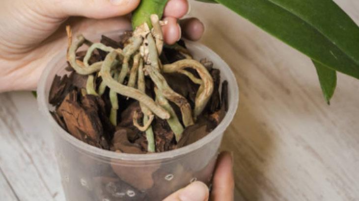 Köksüz orkideyi bile köklendirir Azıcık zerdeçal dökün, pet şişede büyüyor