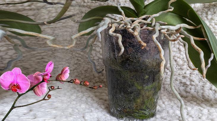 Köksüz orkideyi bile köklendirir Azıcık zerdeçal dökün, pet şişede büyüyor