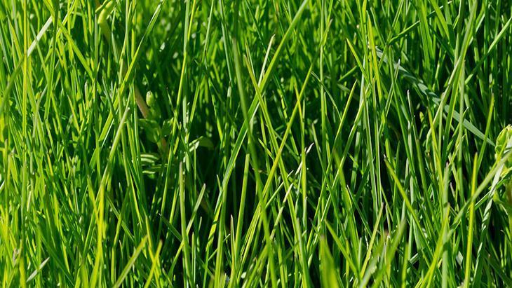 Çimen lekelerini anında yok ediyor Doğayla iç içe olmaktan korkmayın