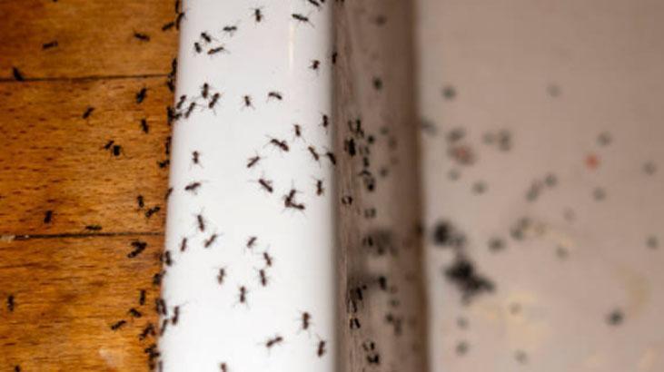 Evdeki karınca sorununu eski çoraplarla çözün Anında yakalıyor, daha iyisi yok