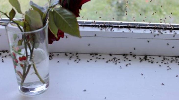 Evdeki karınca sorununu eski çoraplarla çözün Anında yakalıyor, daha iyisi yok