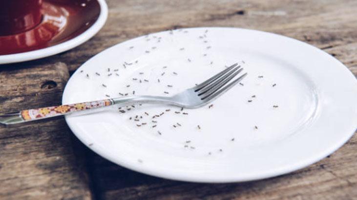 Evdeki karınca sorununu eski çoraplarla çözün Anında yakalıyor, daha iyisi yok