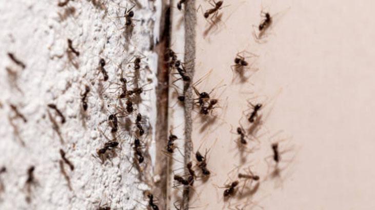 Evdeki karınca sorununu eski çoraplarla çözün Anında yakalıyor, daha iyisi yok