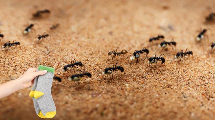 Evdeki karınca sorununu eski çoraplarla çözün Anında yakalıyor, daha iyisi yok