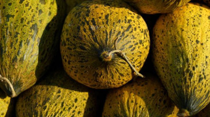 Bal gibi kavun kabuğundan belli olur Sap kısmı yumuşaksa kaçırmayın