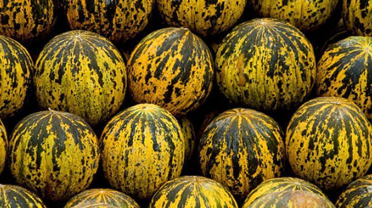 Bal gibi kavun kabuğundan belli olur Sap kısmı yumuşaksa kaçırmayın