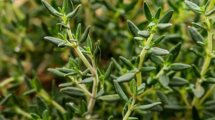 Zeytinyağlı kekik kavanozu şifa dağıtıyor Kahvaltının yıldızı, 5 dakikada hazır