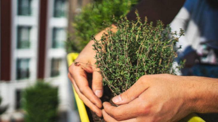 Zeytinyağlı kekik kavanozu şifa dağıtıyor Kahvaltının yıldızı, 5 dakikada hazır