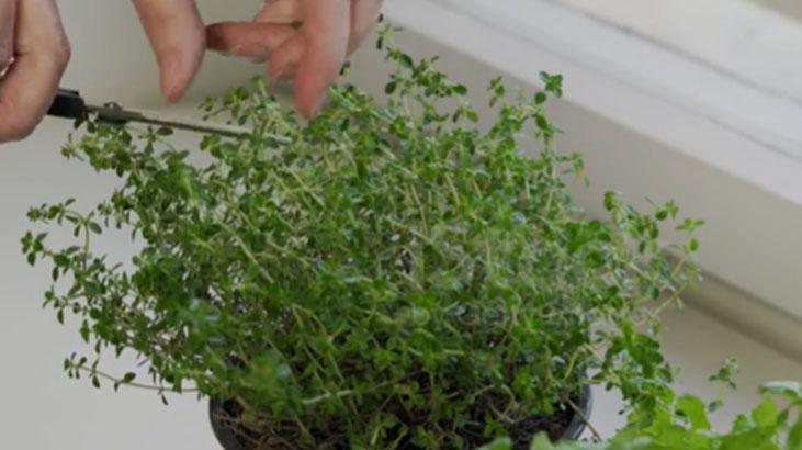 Zeytinyağlı kekik kavanozu şifa dağıtıyor Kahvaltının yıldızı, 5 dakikada hazır