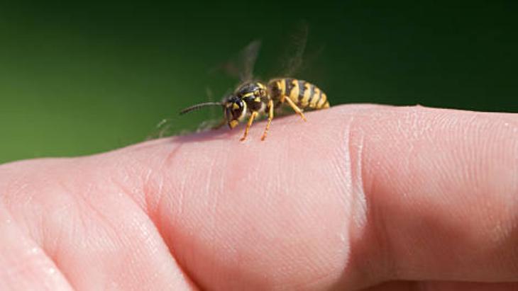 İBN-İ SİNADAN ARI SOKMASINA KARŞI ÖNERİLER