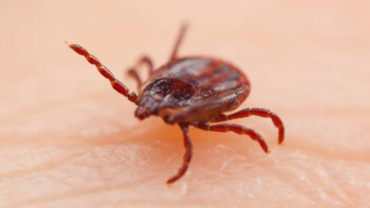 Keneye de arıya da kalkan Önceden bilen yaşadı: İbn-i Sina’nın da sırrıymış