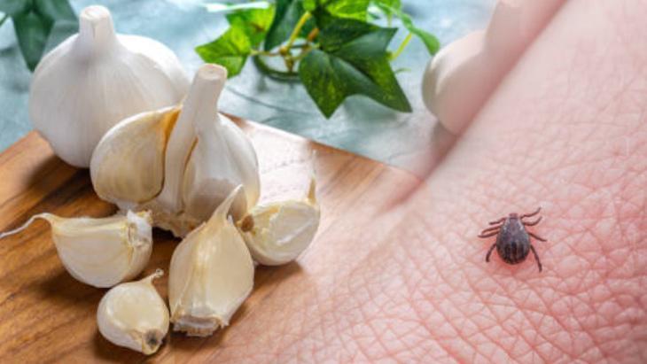 Keneye de arıya da kalkan Önceden bilen yaşadı: İbn-i Sina’nın da sırrıymış