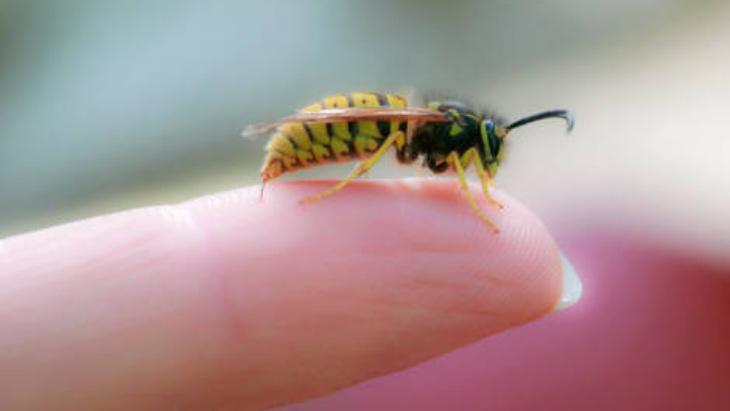 Keneye de arıya da kalkan Önceden bilen yaşadı: İbn-i Sina’nın da sırrıymış