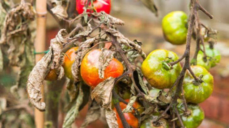 DOMATES YETİŞTİREBİLİRSİNİZ