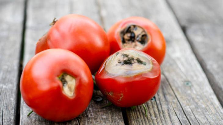 Çürüğü bile işe yarıyor Domatesleri çöpe atmayın, çekirdeğini ayıran kazanıyor