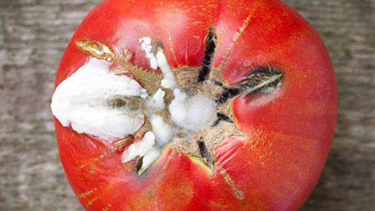 SALÇA YAPARAK DEĞERLENDİREBİLİRSİNİZ