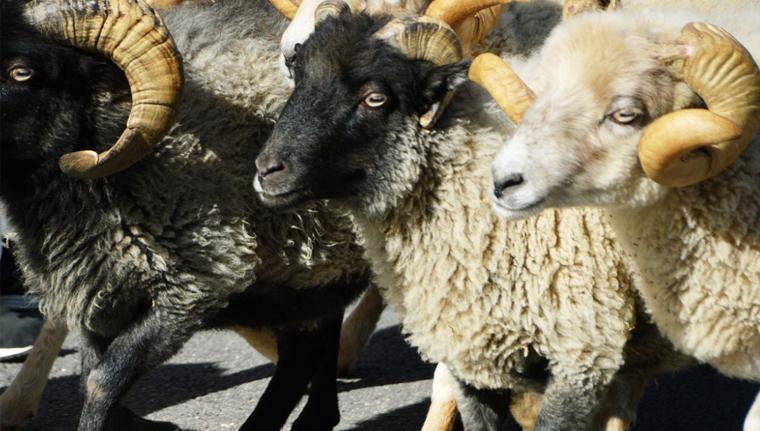 2025 Kurban Bayramı tarihi 2025 Kurban Bayramı tarihi