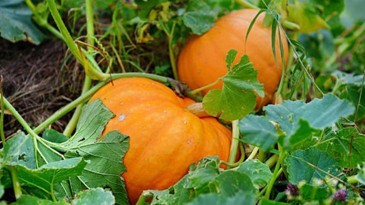 Salatalıkların yanına diken mahsül beklemesin Toprağı verimsiz hale getiriyor