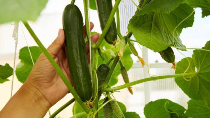 Salatalıkların yanına diken mahsül beklemesin Toprağı verimsiz hale getiriyor