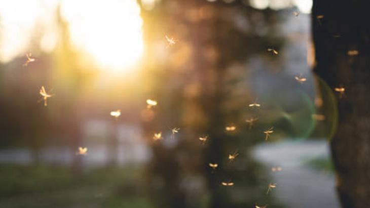 Camlar açık olduğu halde çıkmıyorsa işte taktik Söndürünce sinekler kaçacak Camlar açık olduğu halde çıkmıyorsa işte taktik Söndürünce sinekler kaçacak