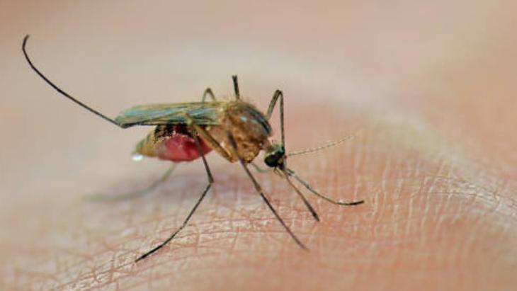 AÇIK PENCEREYİ GÖRDÜKLERİ HALDE NEDEN GİTMİYORLAR AÇIK PENCEREYİ GÖRDÜKLERİ HALDE NEDEN GİTMİYORLAR