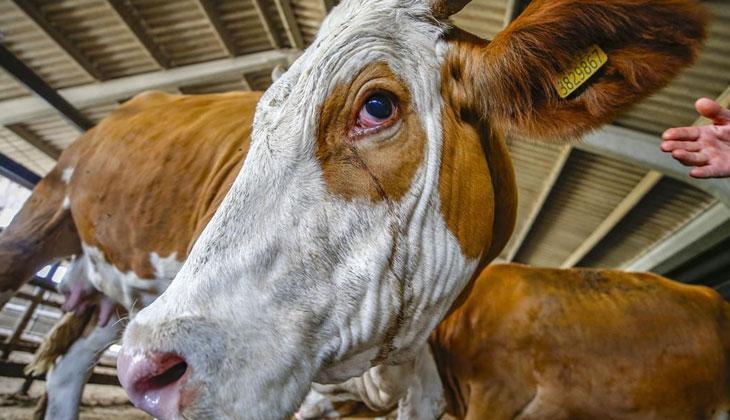 KURBAN BAYRAMI TATİLİ 9 GÜN OLACAK MI