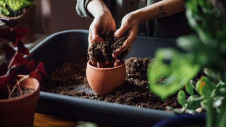 Saksı dibine 1 kaşık koyun, çiçek açma hızını izleyin Menekşe coşturuyor