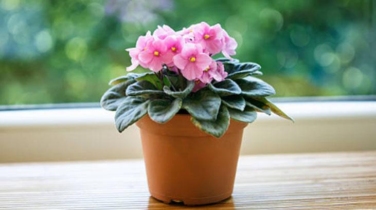 Saksı dibine 1 kaşık koyun, çiçek açma hızını izleyin Menekşe coşturuyor