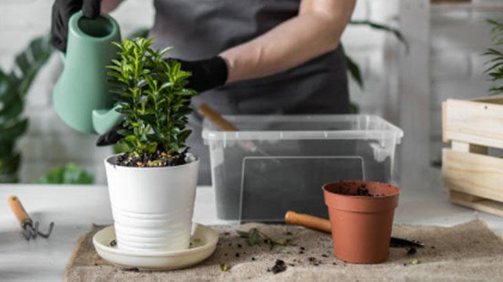 Saksı dibine 1 kaşık koyun, çiçek açma hızını izleyin Menekşe coşturuyor