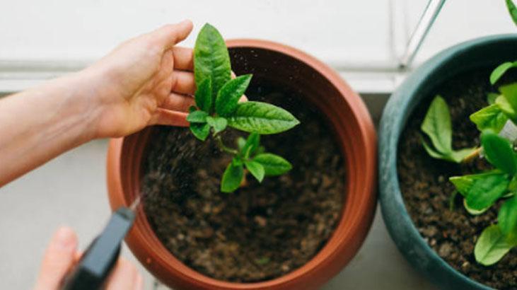 Saksı dibine 1 kaşık koyun, çiçek açma hızını izleyin Menekşe coşturuyor