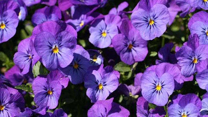 Saksı dibine 1 kaşık koyun, çiçek açma hızını izleyin Menekşe coşturuyor