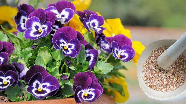 Saksı dibine 1 kaşık koyun, çiçek açma hızını izleyin Menekşe coşturuyor