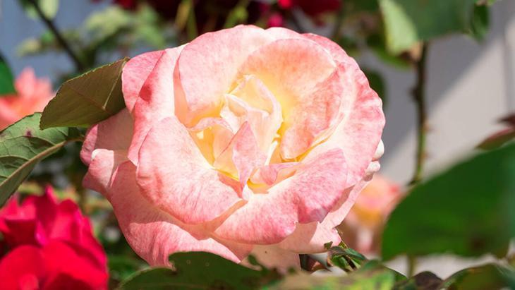 Gülünü seven yanına dikmesin Hem suyunu hem güneşi sömürüyor, tek başına parlasın Gülünü seven yanına dikmesin Hem suyunu hem güneşi sömürüyor, tek başına parlasın